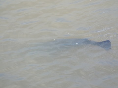 Lepisosteus osseus