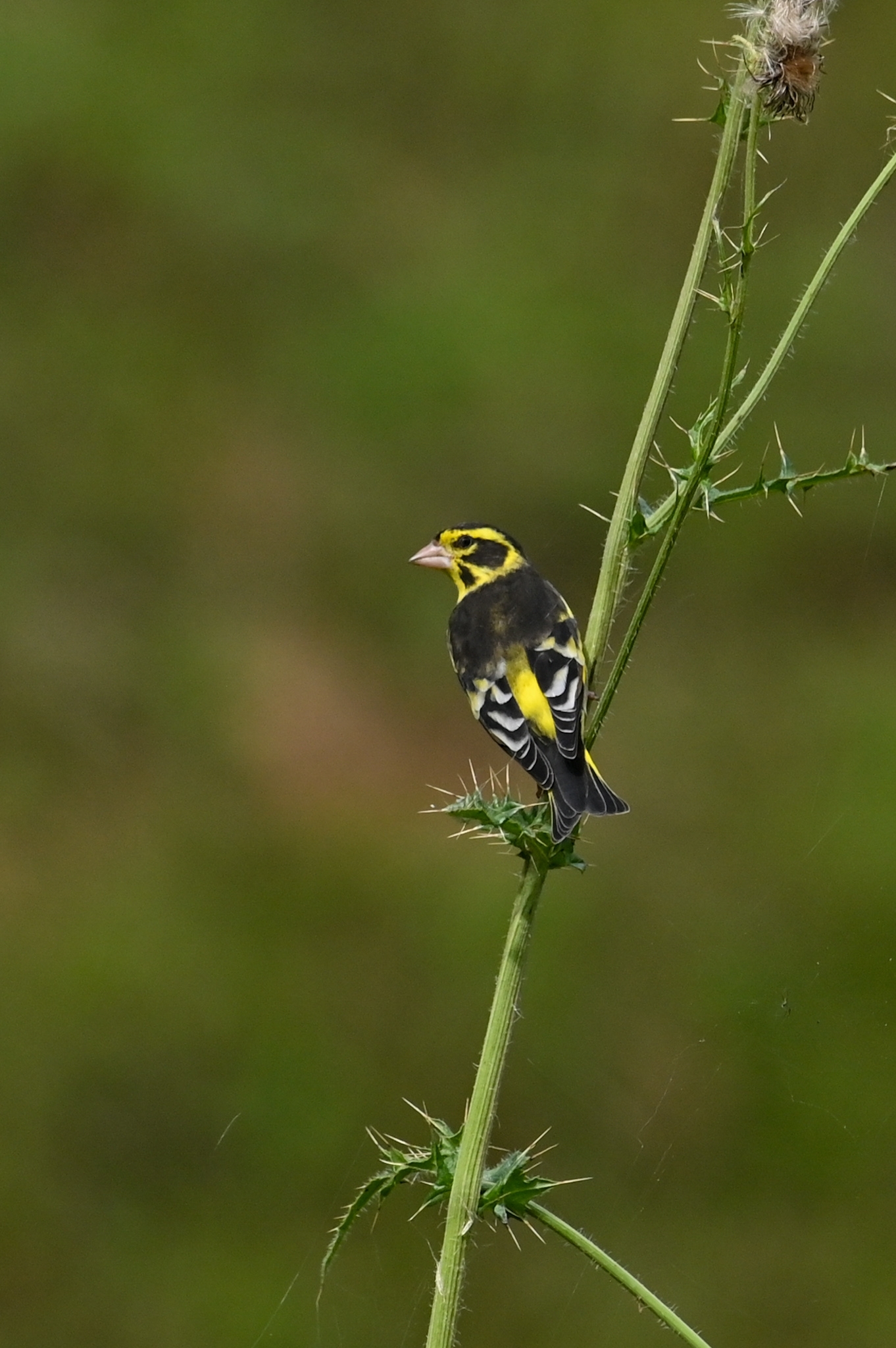 Yellow-breasted Greenfinch