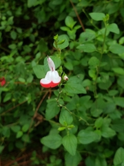 Salvia microphylla microphylla