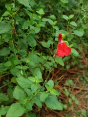 Salvia microphylla microphylla