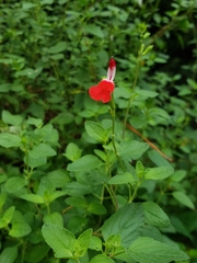 Salvia microphylla microphylla