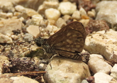 Dardarina dardaris