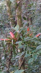 Tillandsia multicaulis