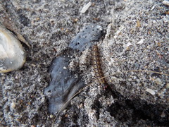 Litoprosopus futilis