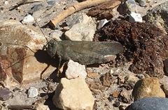 Circotettix carlinianus