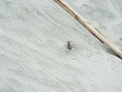 Ellipsoptera marginata