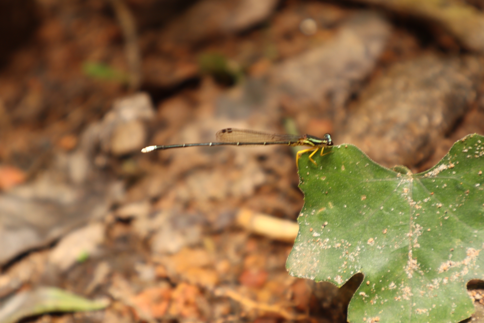 Yellow Featherleg