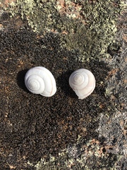 Helminthoglypta walkeriana