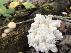 Hericium americanum