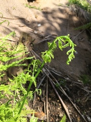 Pteris tremula