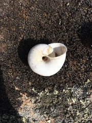 Helminthoglypta walkeriana