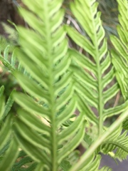 Pteris tremula