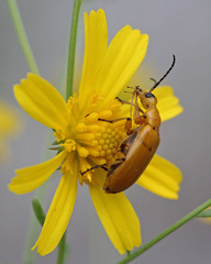 Nemognatha punctulata