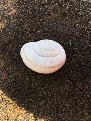 Helminthoglypta walkeriana