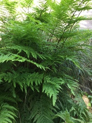 Pteris tremula