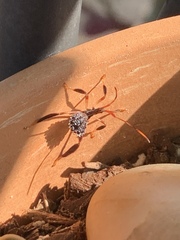 Acanthocephala declivis