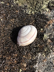 Helminthoglypta walkeriana