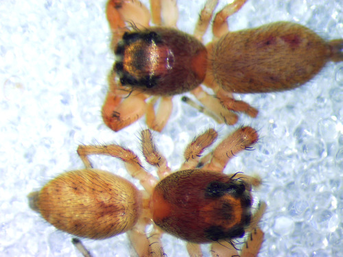 Macaroeris flavicomis