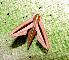 Theretra silhetensis