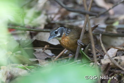 Spot-necked Babbler (Stachyris strialata), photo 4