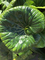Farfugium japonicum