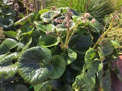 Farfugium japonicum