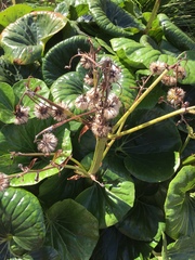 Farfugium japonicum
