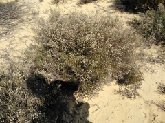 Amphithalea muraltioides