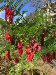 Clianthus maximus