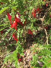 Clianthus maximus