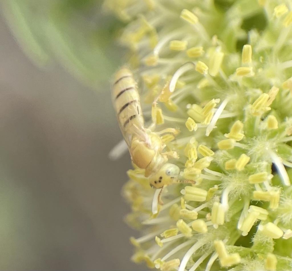 Perdita punctosignata