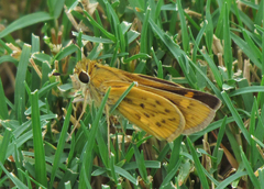 Hylephila phyleus