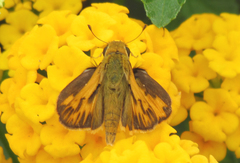 Hylephila phyleus