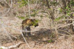 Panthera pardus kotiya