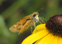 Hylephila phyleus