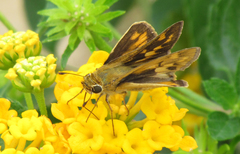 Hylephila phyleus
