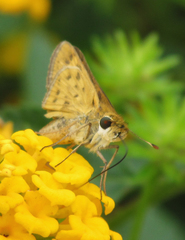 Hylephila phyleus