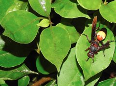Polistes sagittarius