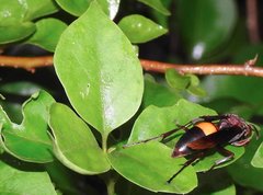 Polistes sagittarius