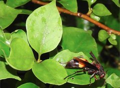 Polistes sagittarius