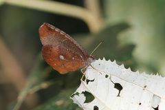 Godartiana muscosa