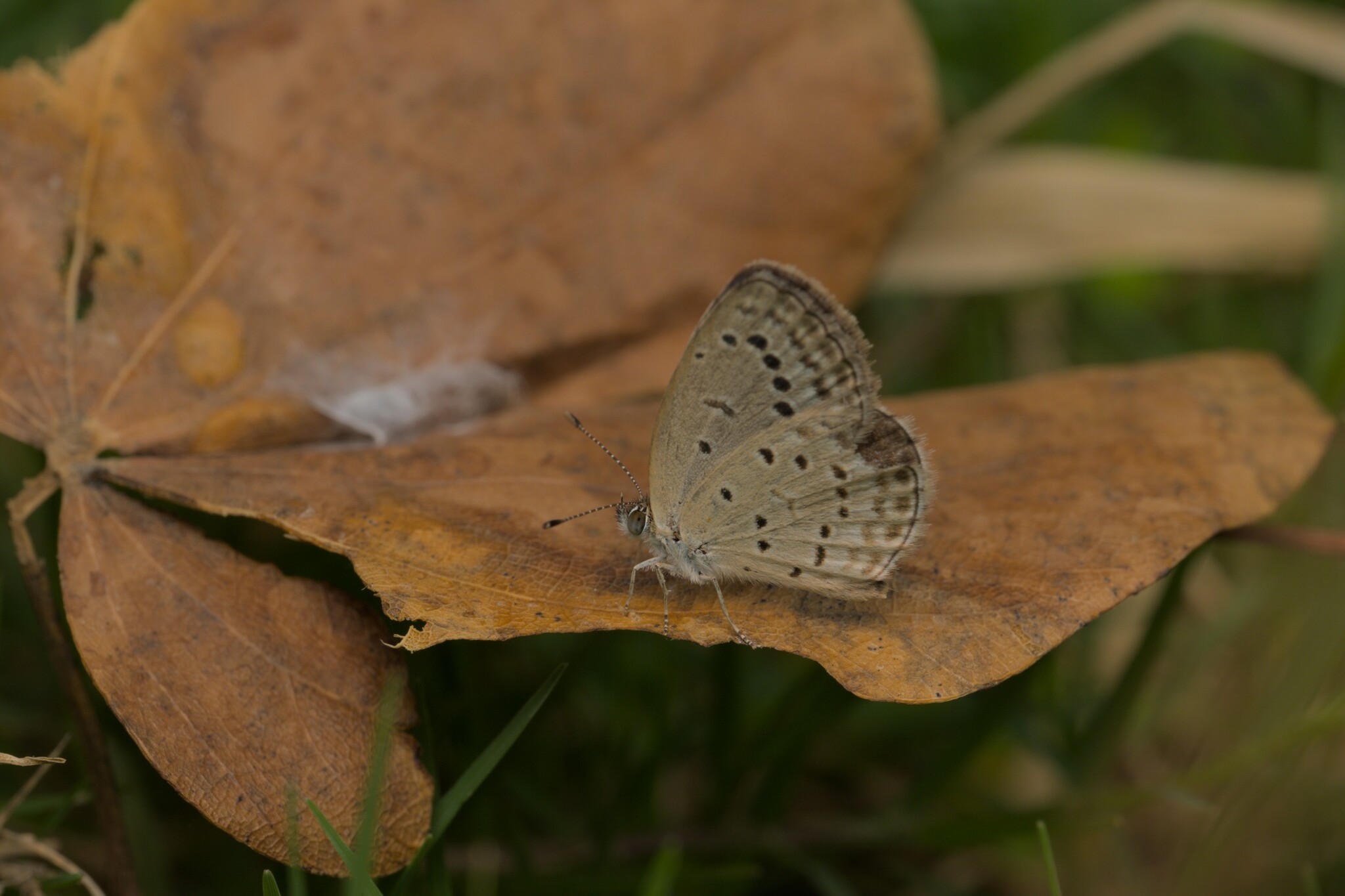 Pale Grass Blue