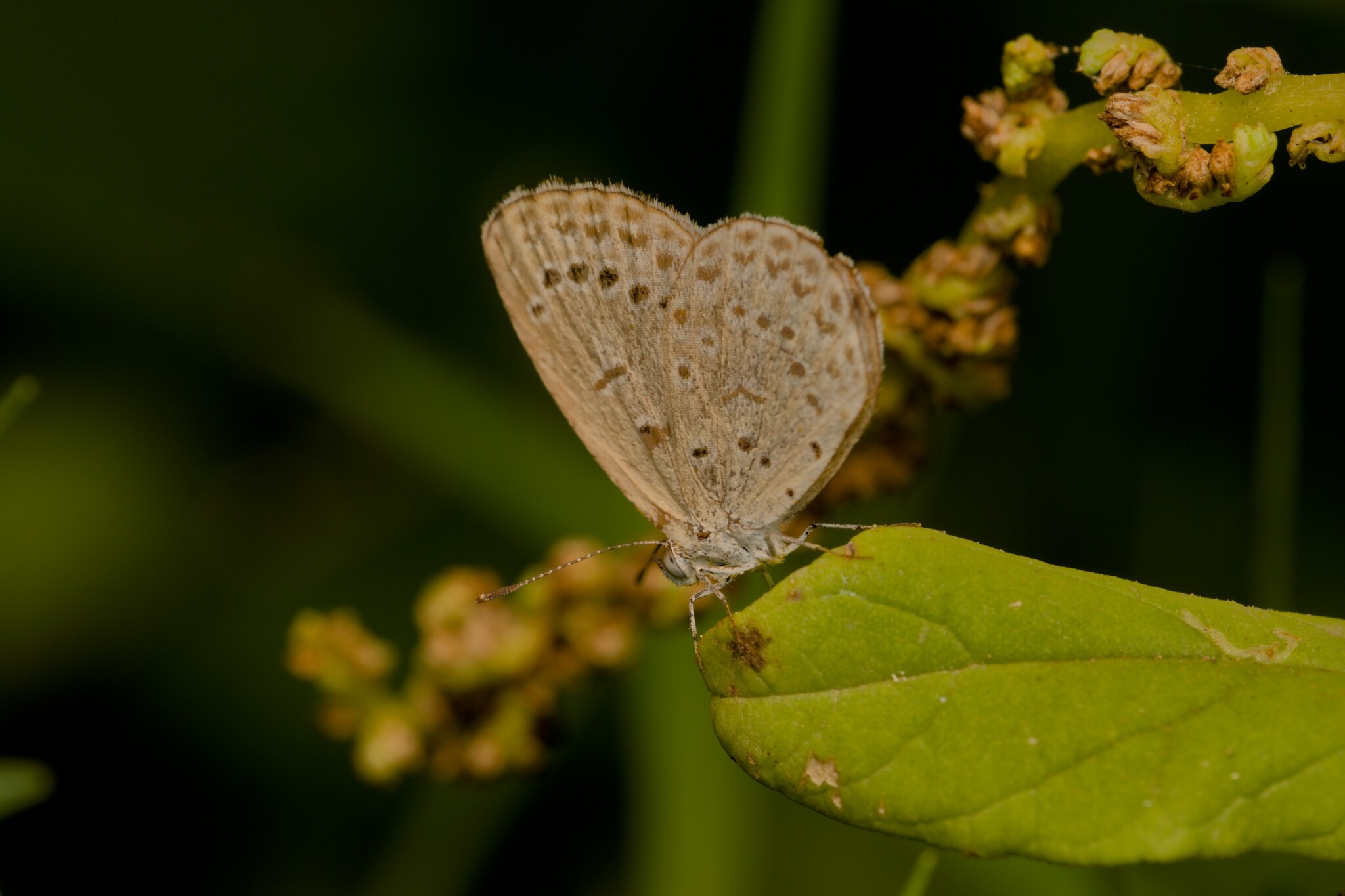 Pale Grass Blue