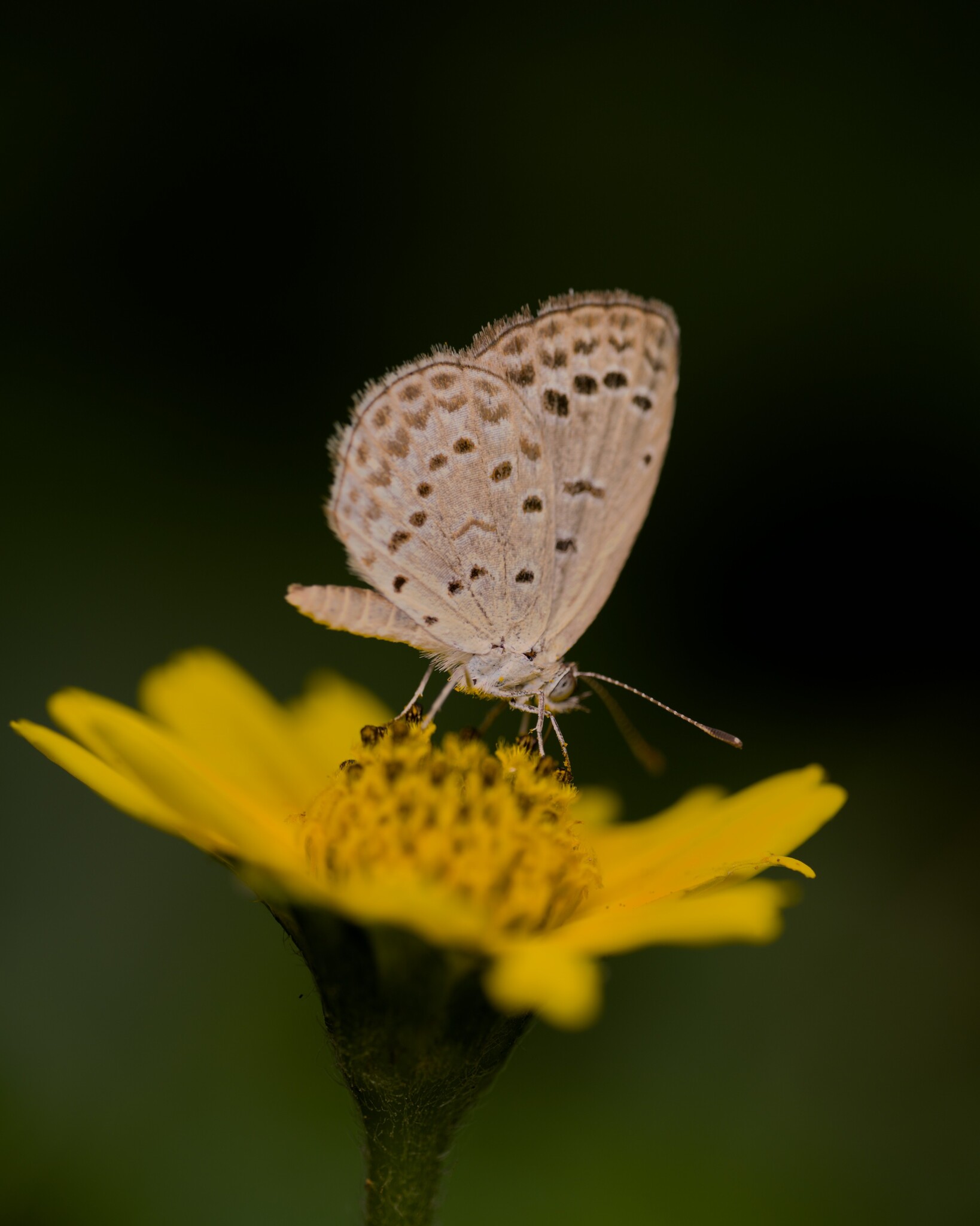 Pale Grass Blue