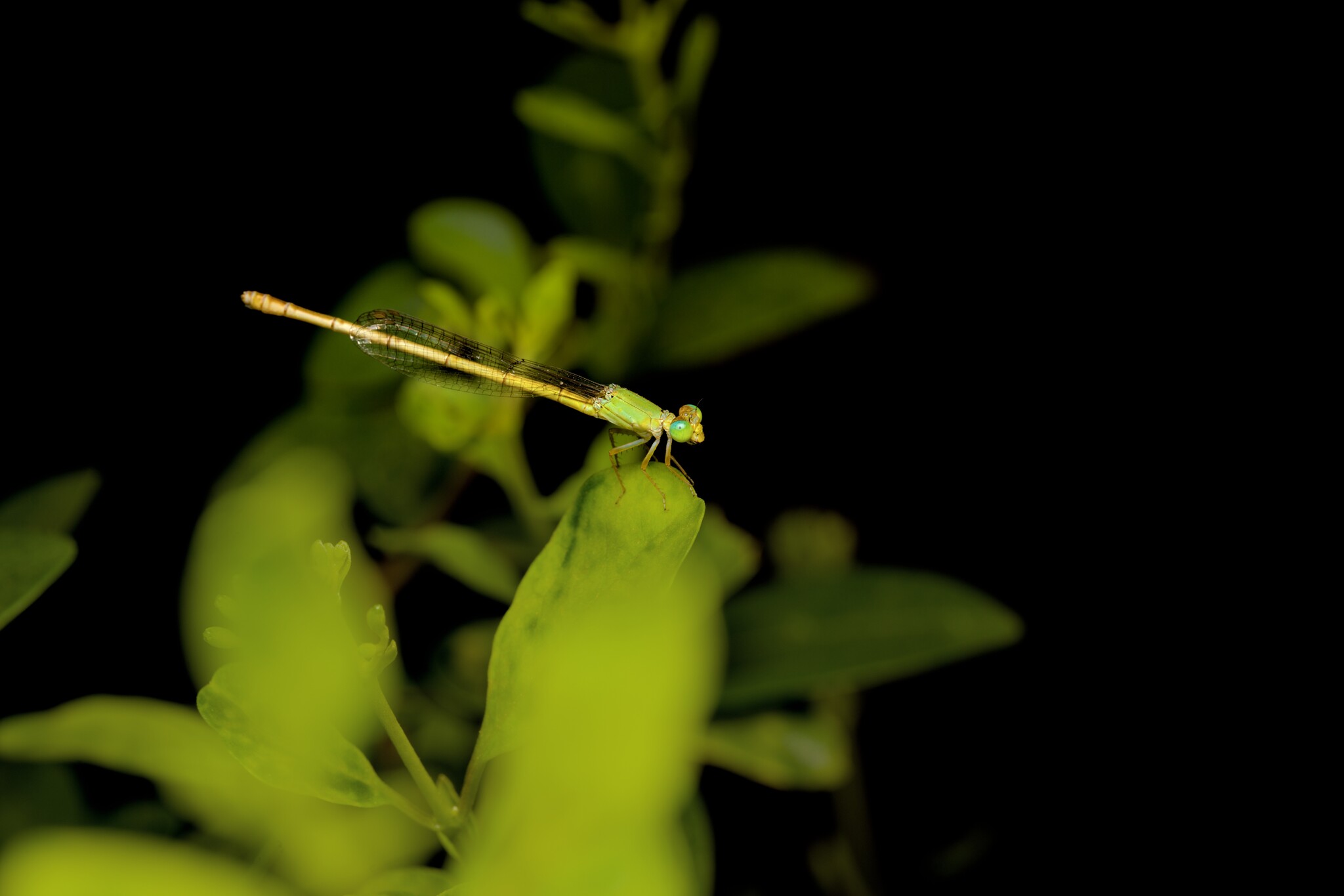 Coromandel Marsh Dart