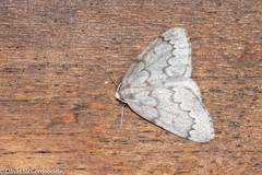 Nepytia pellucidaria