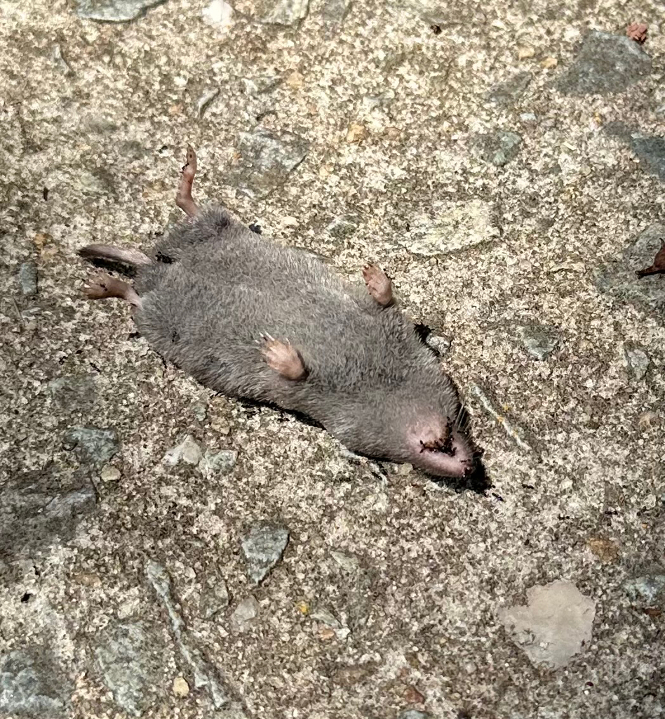 Southern Short-tailed Shrew