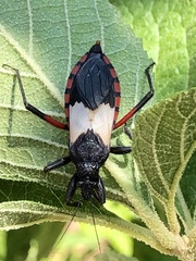 Microtomus purcis