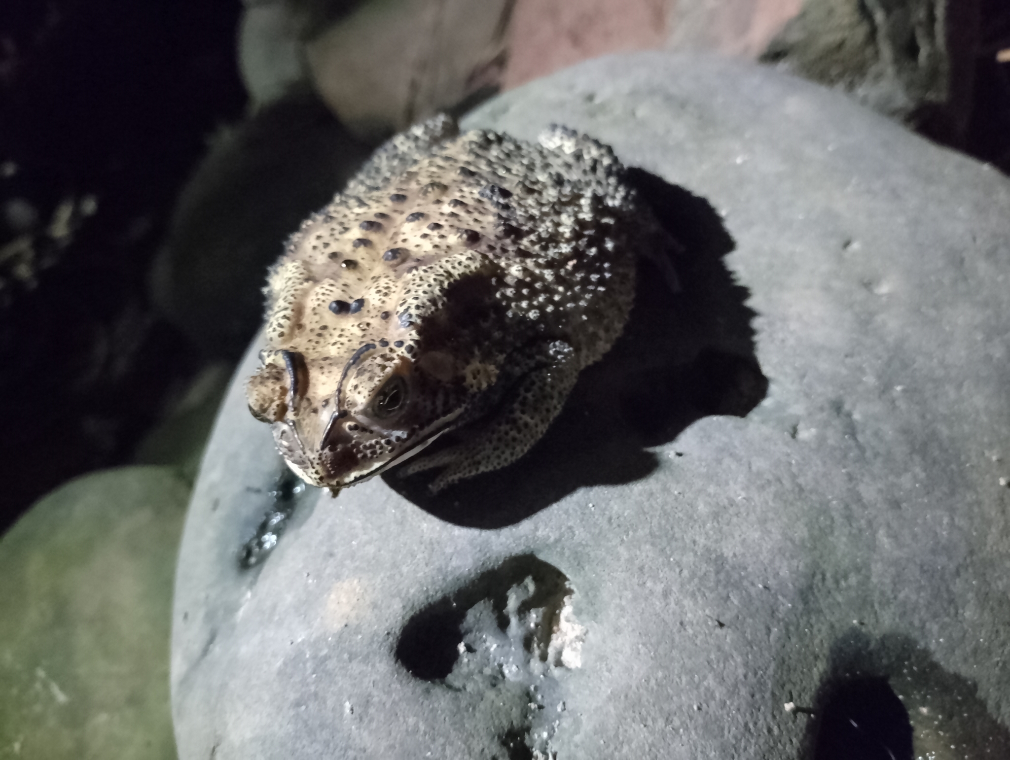 Indian Common True Toad