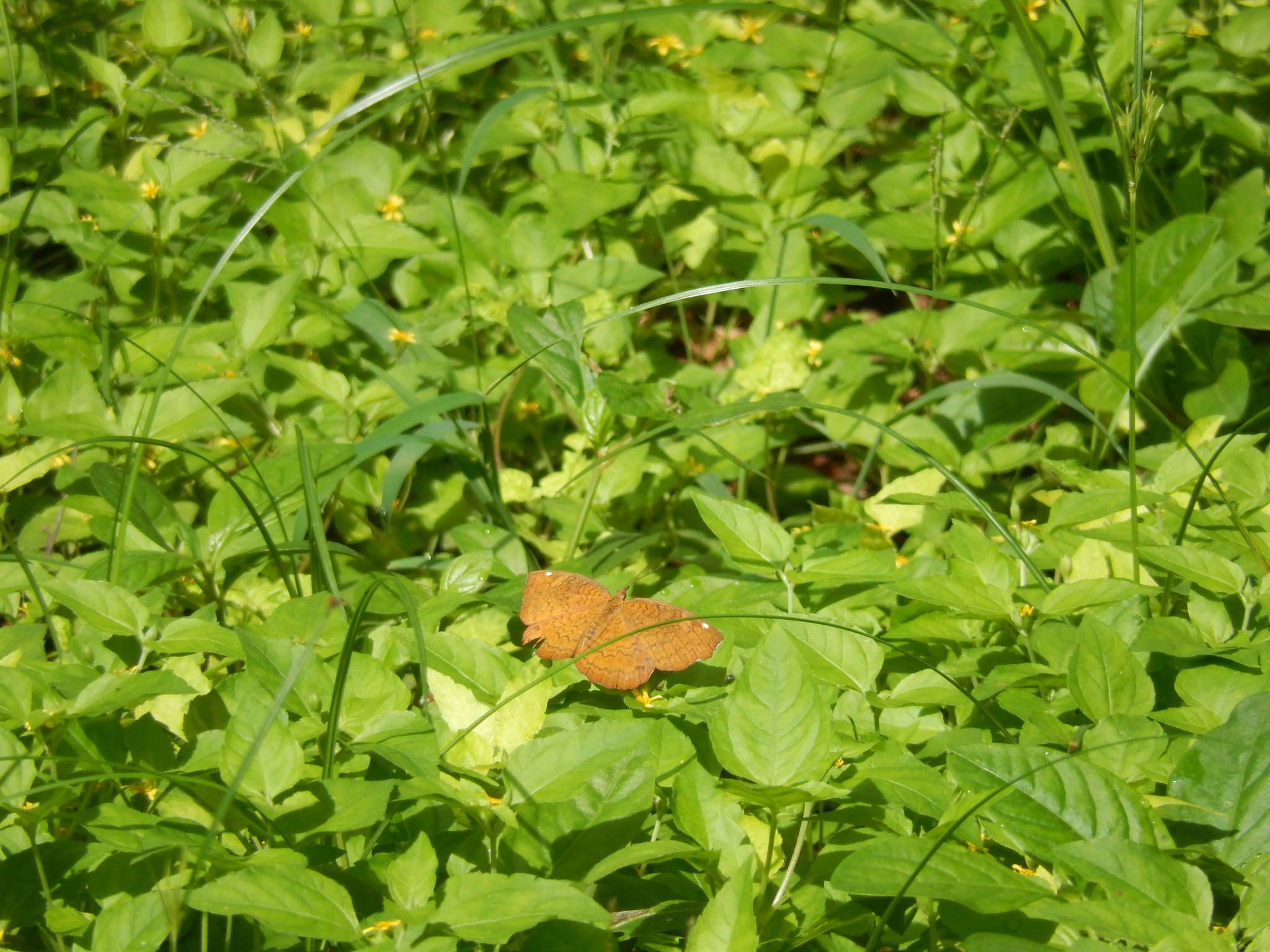 Common Castor